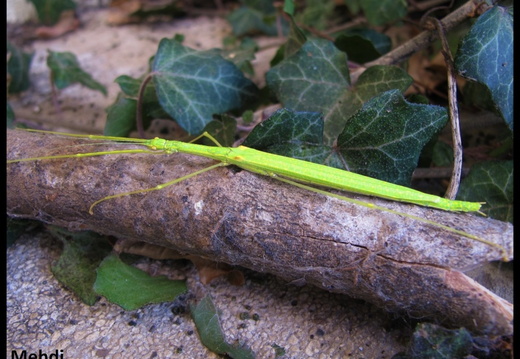 Necroscia punctata 