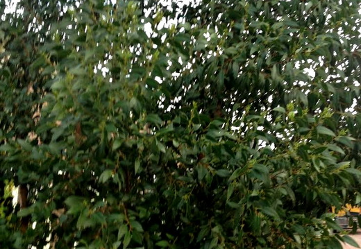 Eucalyptus urnigera