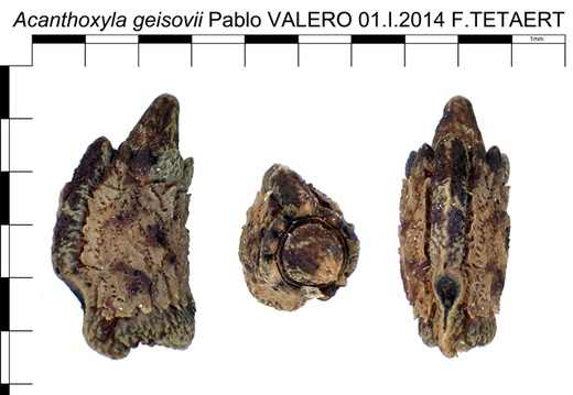 Acanthoxyla geisovii psg 80 / CLP068