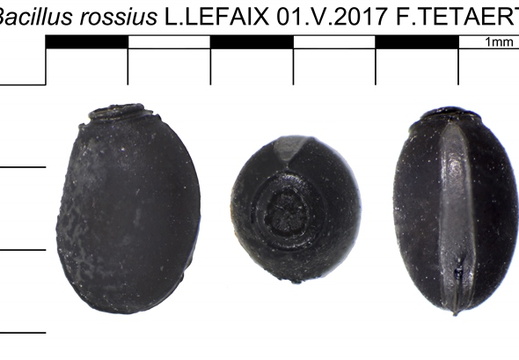 Bacillus rossius psg 3 / CLP035