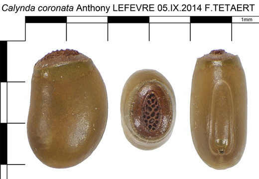 Calynda coronata  psg ? / CLP328