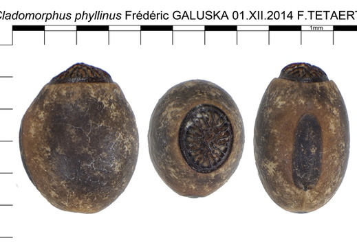 Cladomorphus phyllinus / psg 11 CLP222 - display this album Cladomorphus phyllinus / psg 11 CLP222