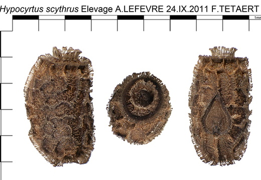 Hypocyrtus scythrus psg 297 / CLP023