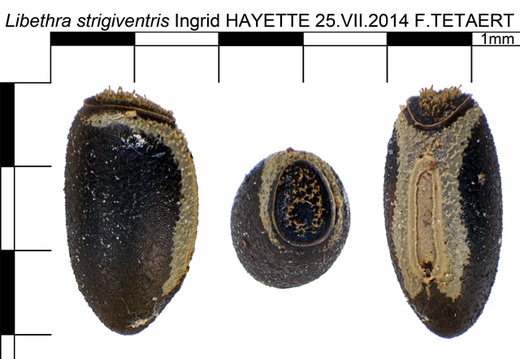 Libethra strigiventris psg 334 / CLP558