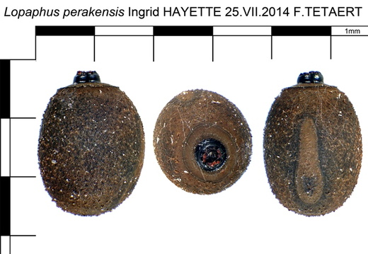 Lopaphus perakensis psg 37 / CLP005