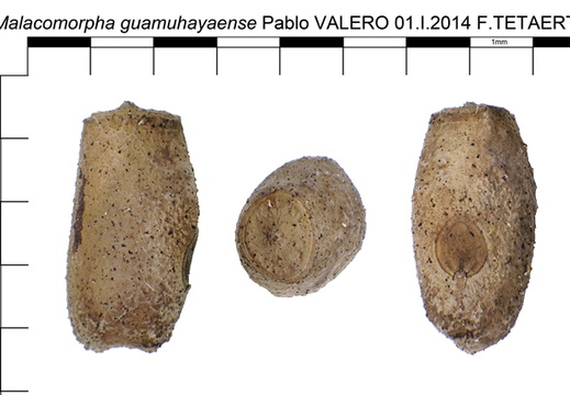 Malacomorpha guamuhayense / psg 304  CLP25