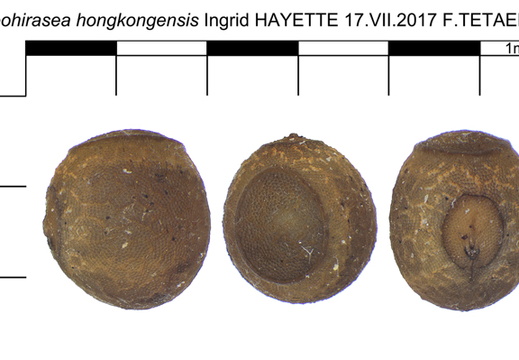 Neohirasea hongkonensis / psg 242 CLP91