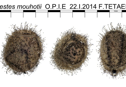 Orestes mouhotii psg 192 / CLP015