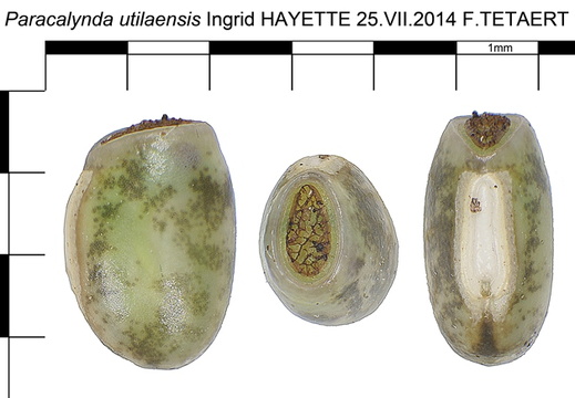 Paracalynda utilaensis psg 346 / CLP407