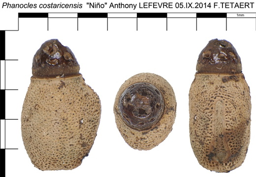 Phanocles costaricensis / psg 47 CLP231