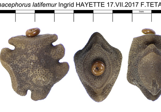 Phenacephorus latifemur psg 312 / CLP379