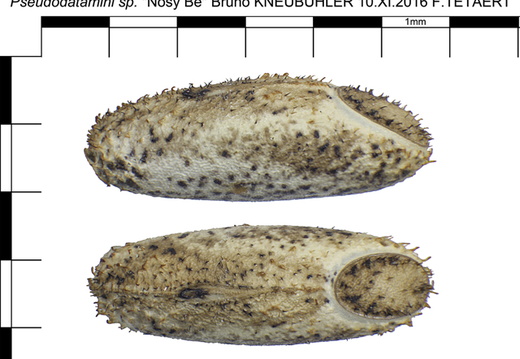 Pseudodatamini sp 