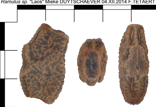 Ramulus sp psg 251 / CLP177