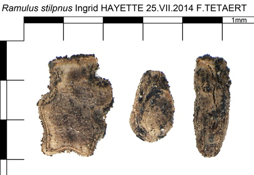 Cuniculina stilpna / psg 226 CLP157