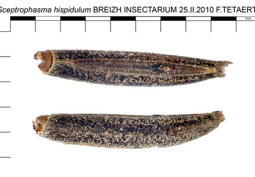 Sceptrophasma hispudulum / psg 183 CLP130