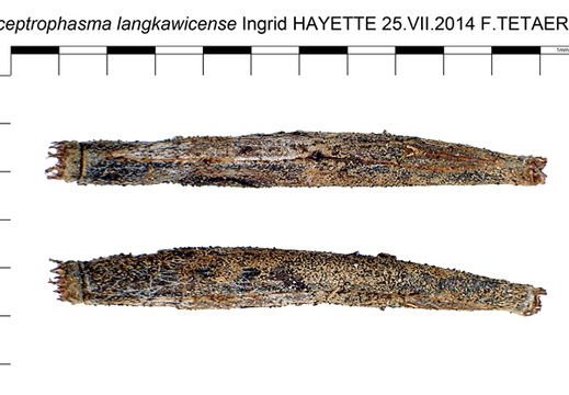 Sceptrophasma langkawiensis psg 221 / CLP152