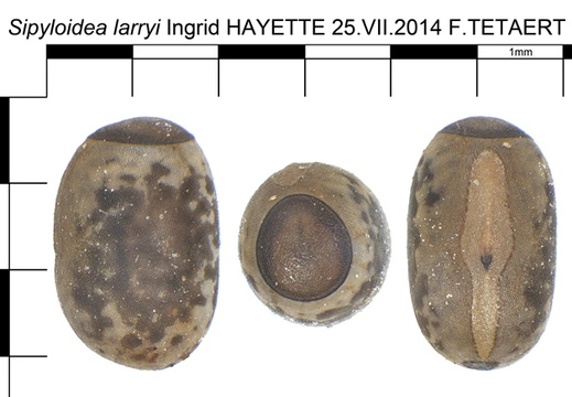 Sipyloidea larryi / psg 163 CLP115