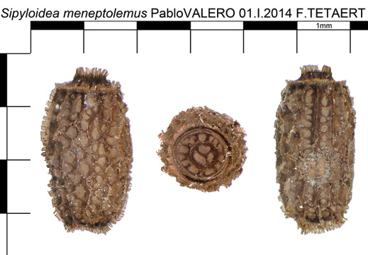 Sipyloidea meneptolemus / psg 276 CLP196