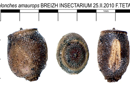 Staelonchodes amaurops psg 100 / CLP86