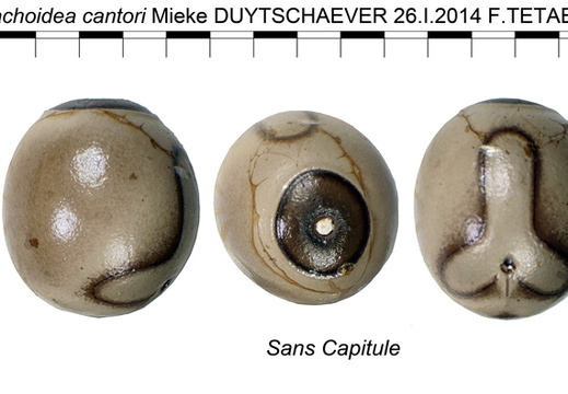 Tirachoidea cantori / psg 58 CLP78