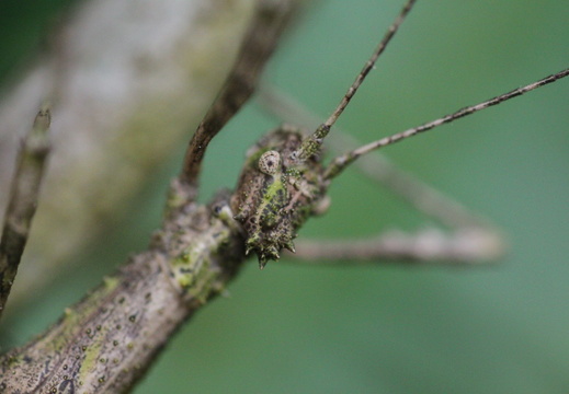 femelle adulte détail