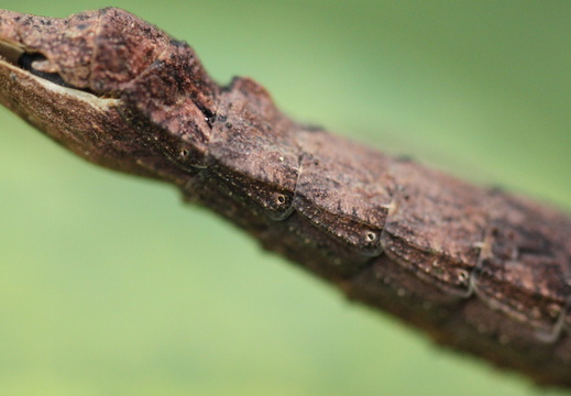 femelle adulte détail.