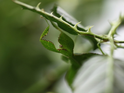 femelle adulte détail.