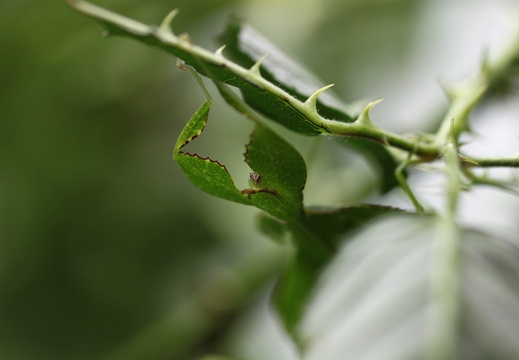 femelle adulte détail.