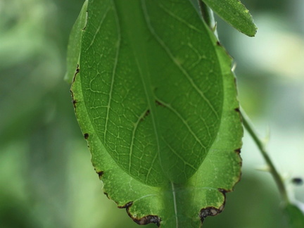 femelle adulte détail