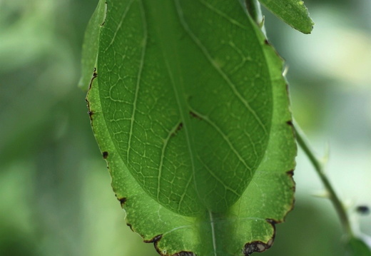 femelle adulte détail