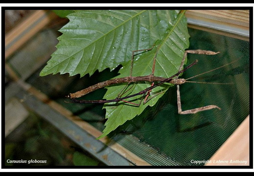 Carausius globosus / psg ? CLP332