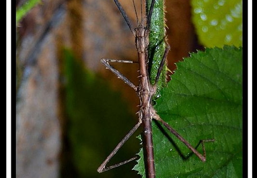 Neohirasea fruhstorferi psg 340 / CLP530