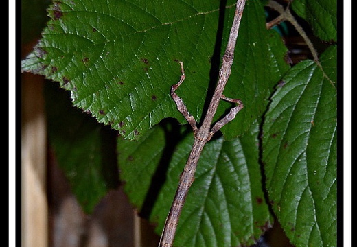 Stratocles variegatus psg ? / CLP?