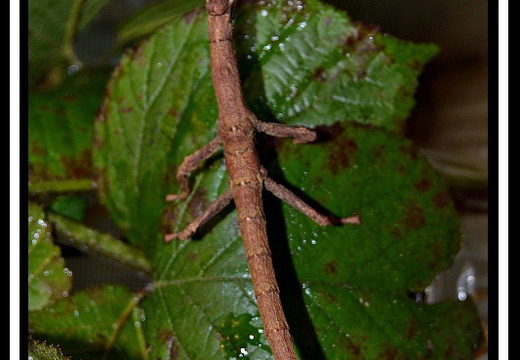 Pterinoxylus perarmatus 