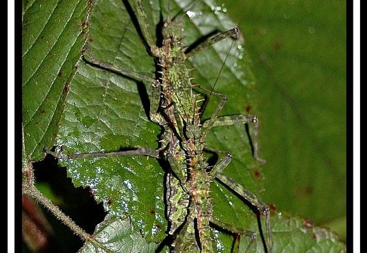 Spinohirasea bengalensis psg 272 / CLP192