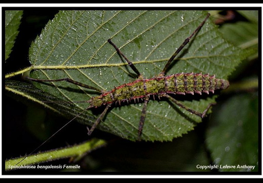 Spinohirasea bengalensis / psg 272 CLP192