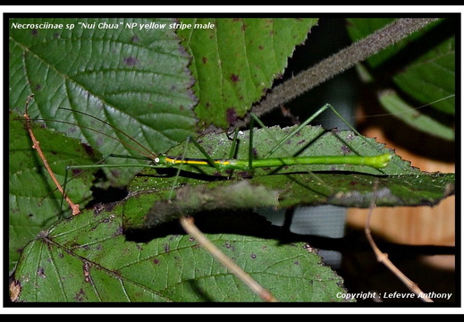 Lamachodes sp. 