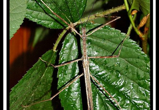 Diesbachia tamyris psg 175 / CLP124