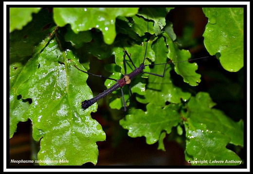 Pseudophasma subapterum psg 299 / CLP215