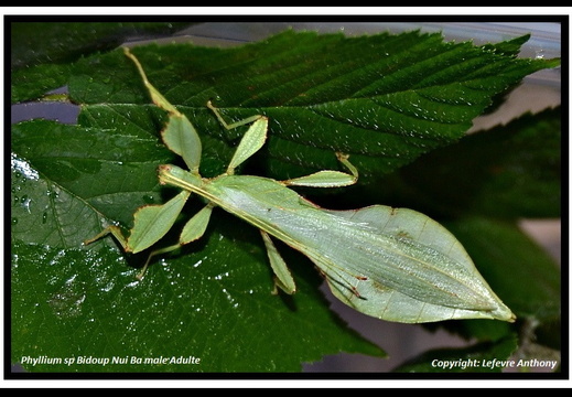 Phyllium sp 