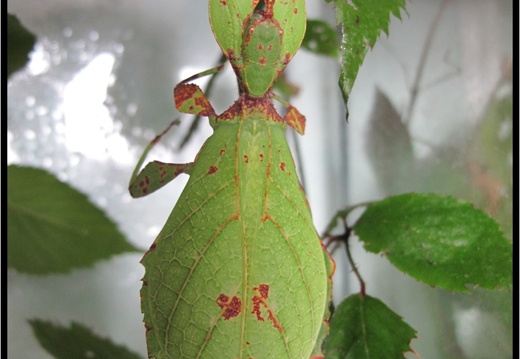 Phyllium jacobsoni / psg 347 CLP429