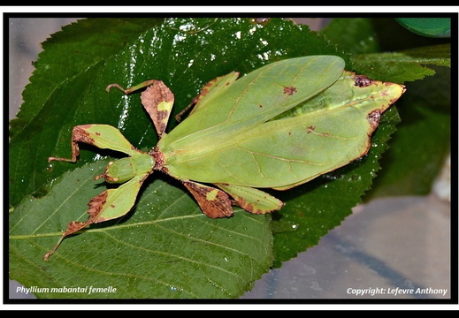 Phyllium mabantai psg 348 / CLP430