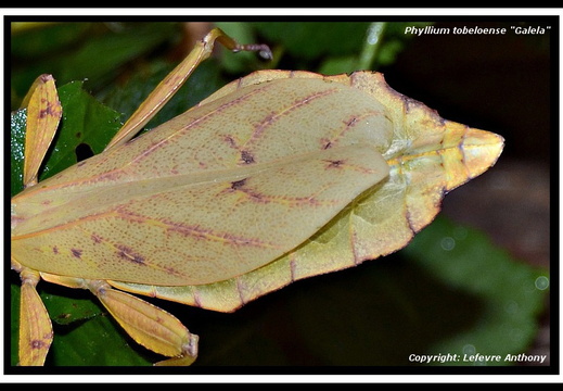 Phyllium tobeloense Galela psg ? / CLP618