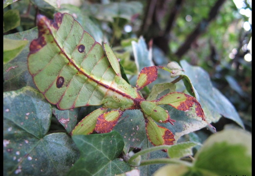 Phyllium tobeloense 