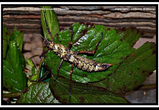 Parectatosoma cf hystrix 