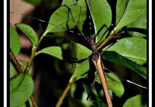 Pseudophasma fulvum /  psg 390 CLP754