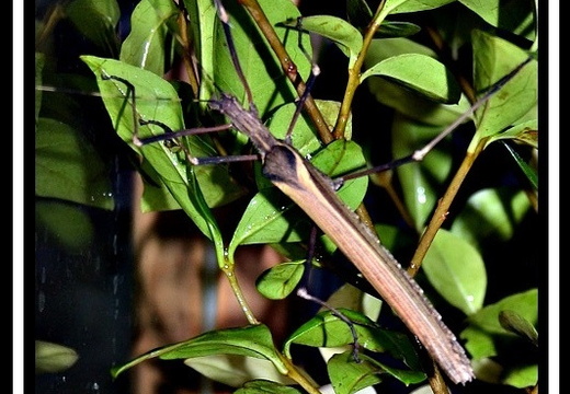 Pseudophasma fulvum  psg 390 /CLP754