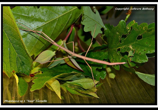 Phantasca nigrolineata / psg ?  CLP739