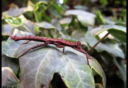 Pylaemenes sepilokensis  