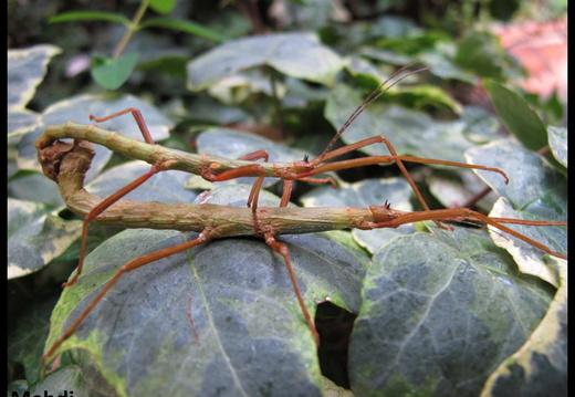 Xylica oedematosa / psg 234 CLP?